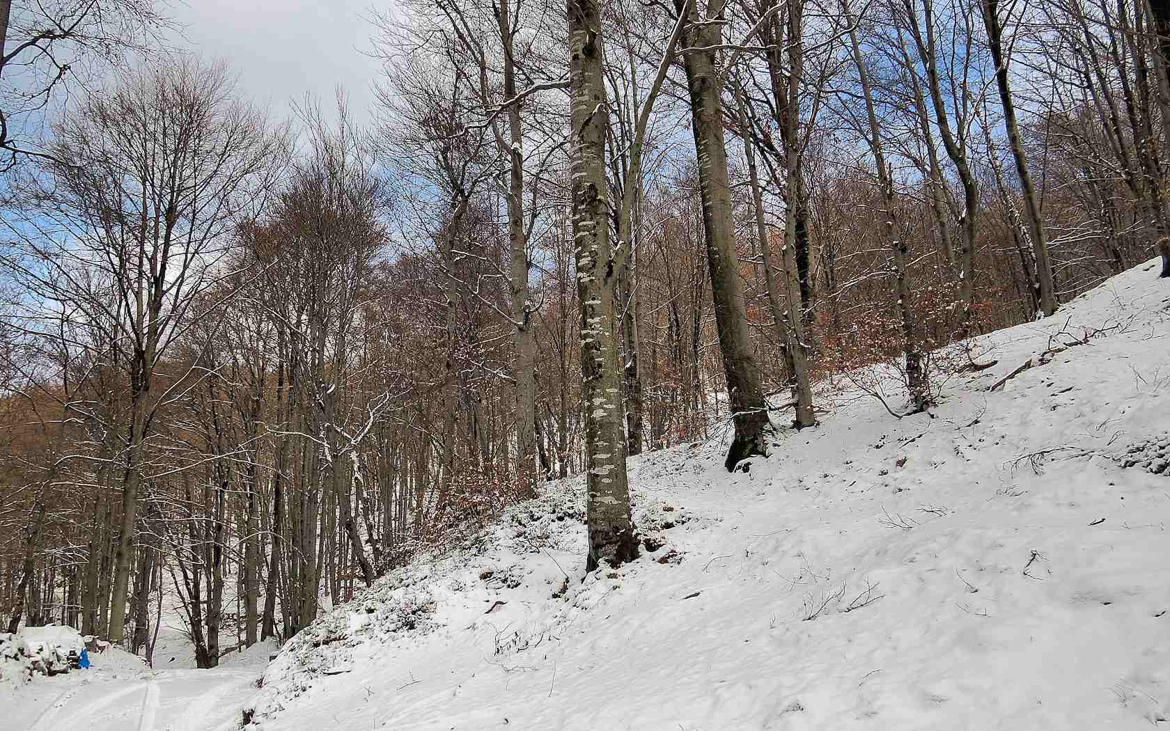 Alberi d''inverno... un invito